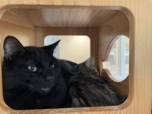 What my friends at Seattle Humane say about me Im a little bit of a shy guy who likes to