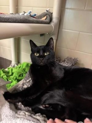 What my friends at Seattle Humane say about me Im a loveable guy Sometimes I like to play hide an