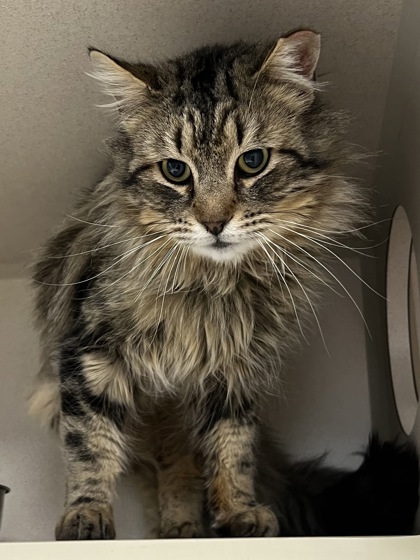 Rogue, an adoptable Domestic Long Hair, Domestic Short Hair in Durango, CO, 81301 | Photo Image 1