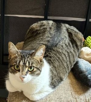 Mel