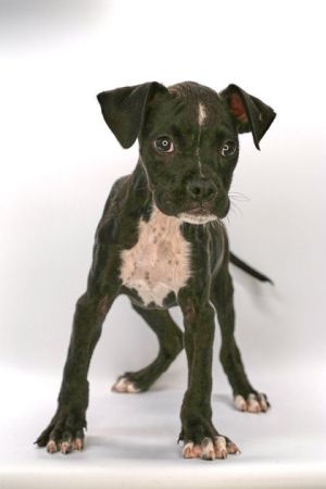 Lamb Chop, Baby Female Boxer