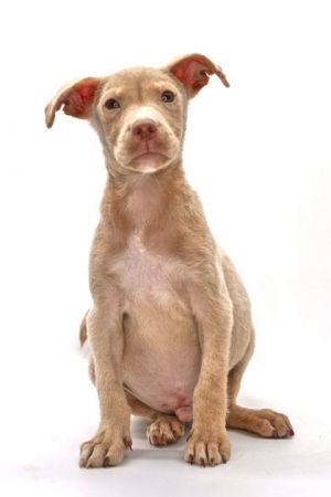 Drako, Baby Male Labrador Retriever