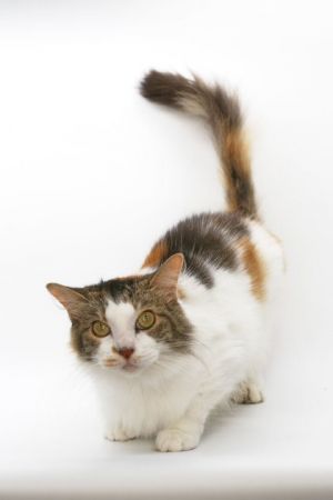 Hazel