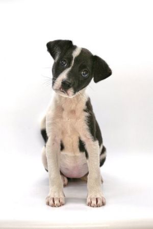 Sweet Potato, Baby Female Border Collie