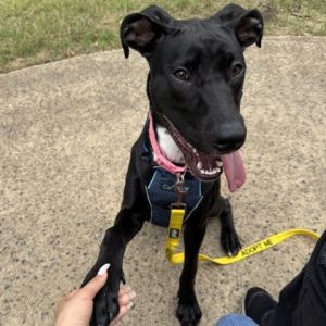 Napa, Adult Female Great Dane