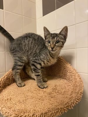 Twix, Baby Male Domestic Short Hair