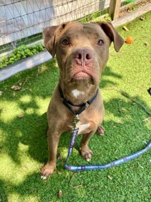 Dale, Adult Male Mixed Breed