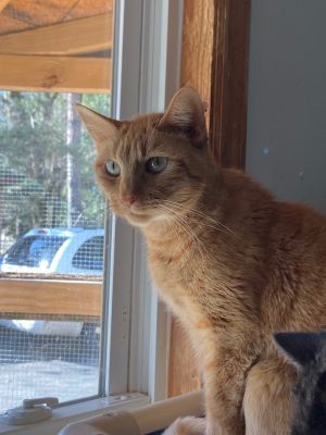 Lemonade, Adult Female Domestic Short Hair