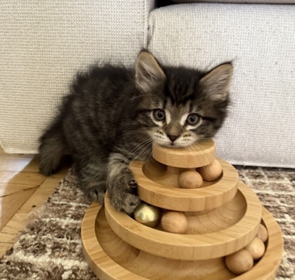 Maximillian