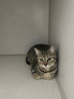 Clarke, Young Female Domestic Short Hair