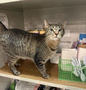 Tiger, Adult Male Domestic Short Hair