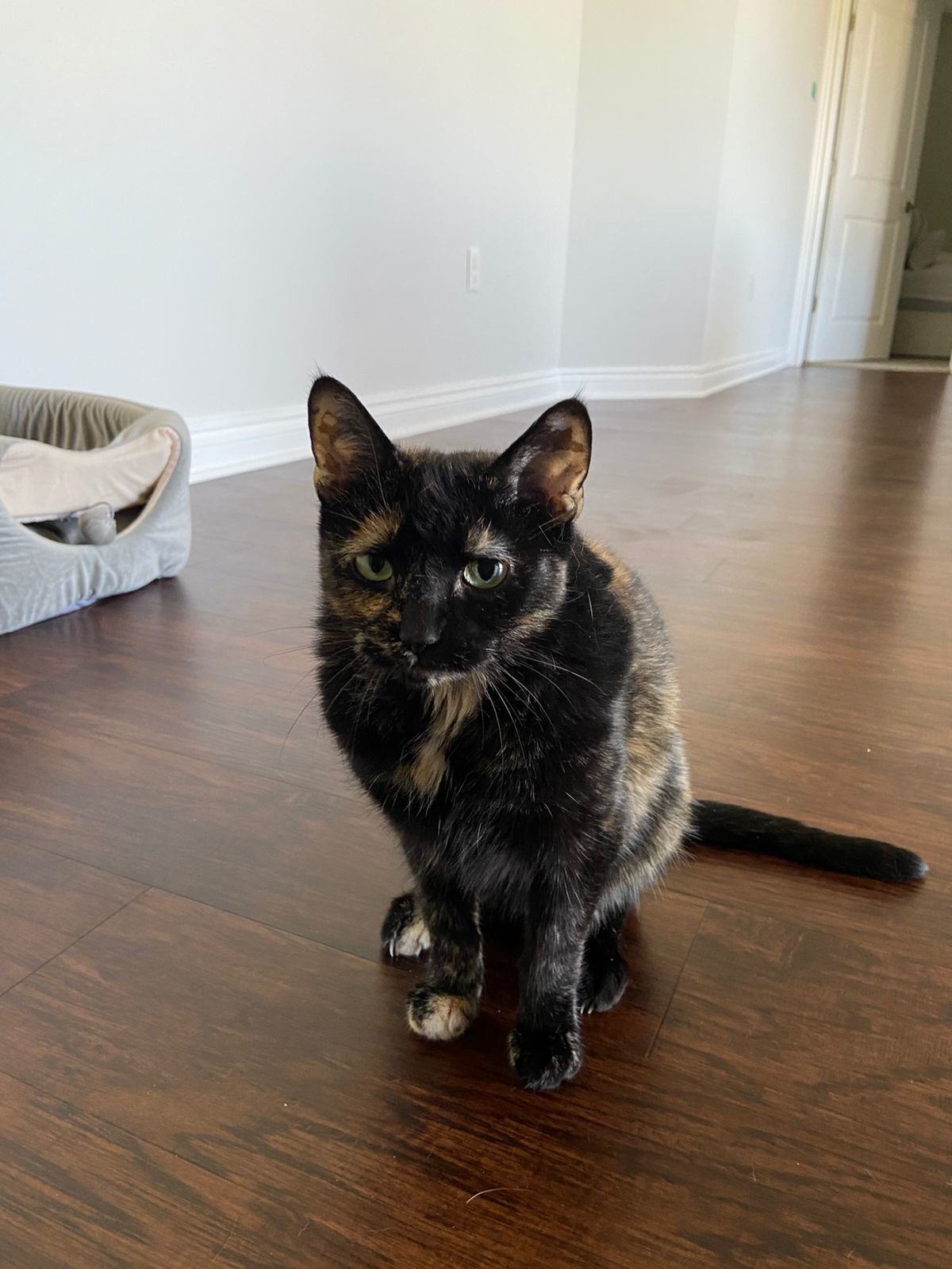 Jinxie
