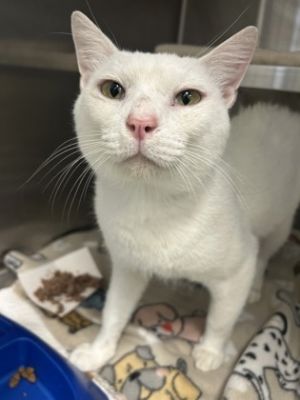 Maceo, Adult Male Domestic Short Hair