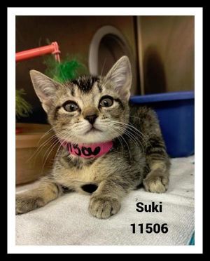 Primary Color Grey Tabby Weight 225lbs Age 0yrs 0mths 8wks Animal has been Spayed