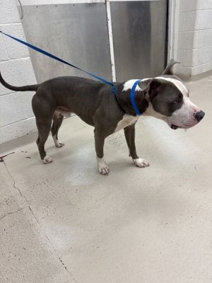 Primary Color White Secondary Color Grey Weight 49lbs