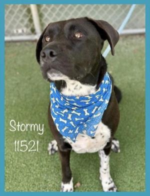Primary Color Black Secondary Color White Weight 953125lbs Age 5yrs 0mths 0wks Animal has been 