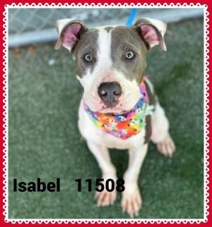 Primary Color Grey Secondary Color White Weight 293125lbs Age 0yrs 6mths 2wks