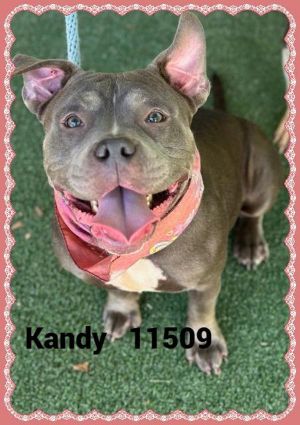 Primary Color Grey Weight 425lbs Age 3yrs 0mths 2wks