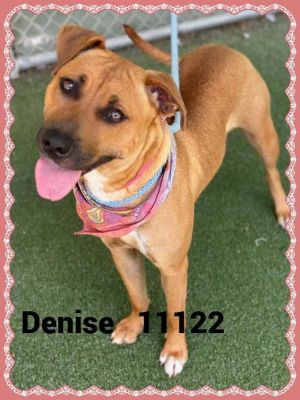 Denise(849) Shepherd Dog