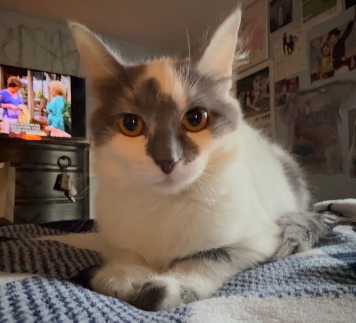 Bella A.