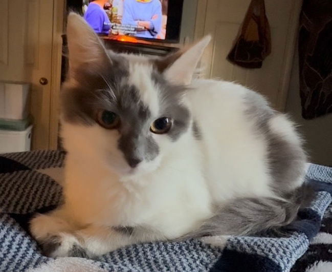 Bella A.