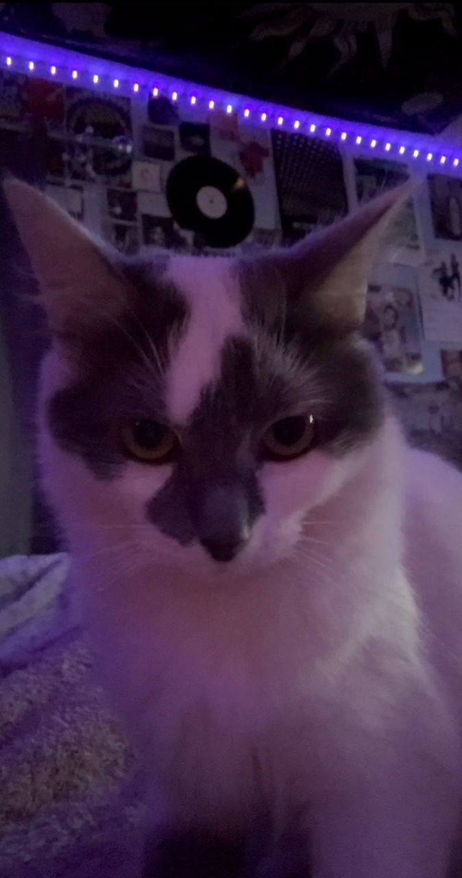 Bella A.