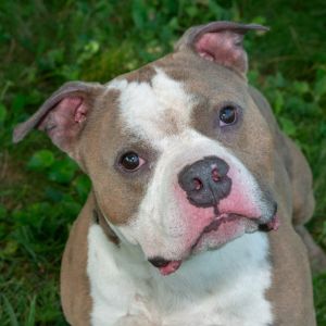 Brodie, Adult Male American Bulldog