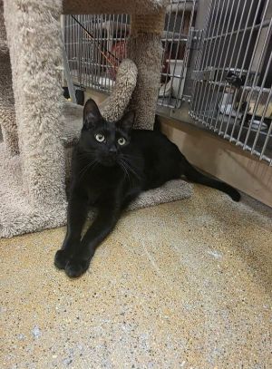Austin, Adult Male Domestic Short Hair