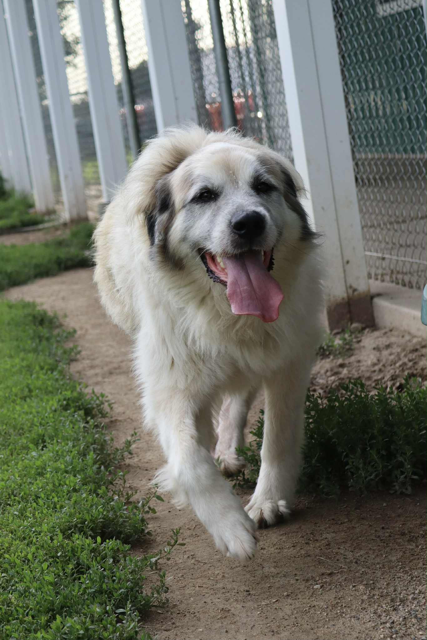 Honey (adoption pending)