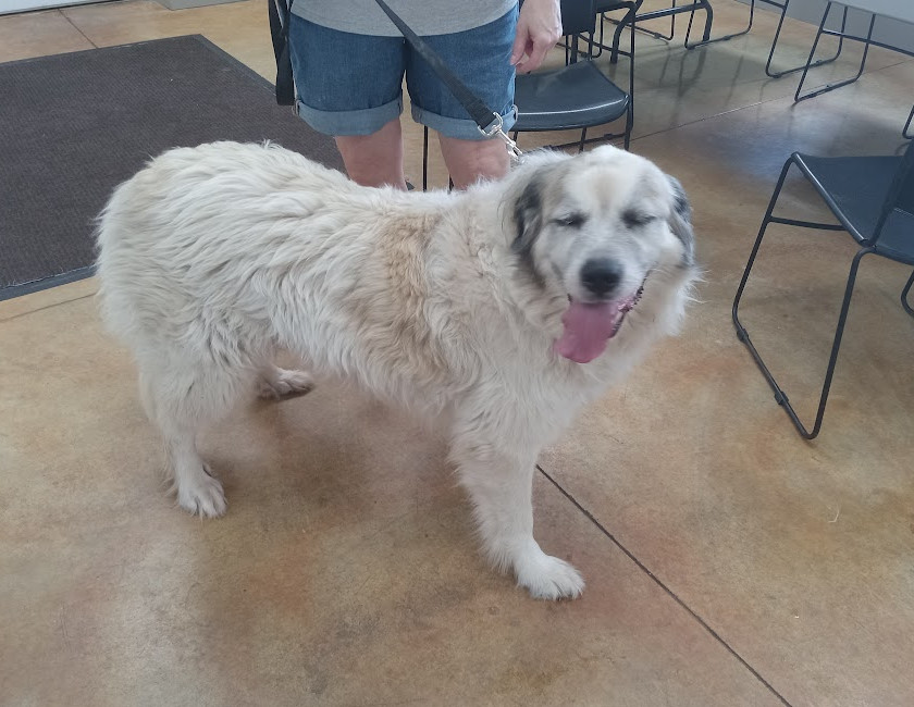 Honey (adoption pending)