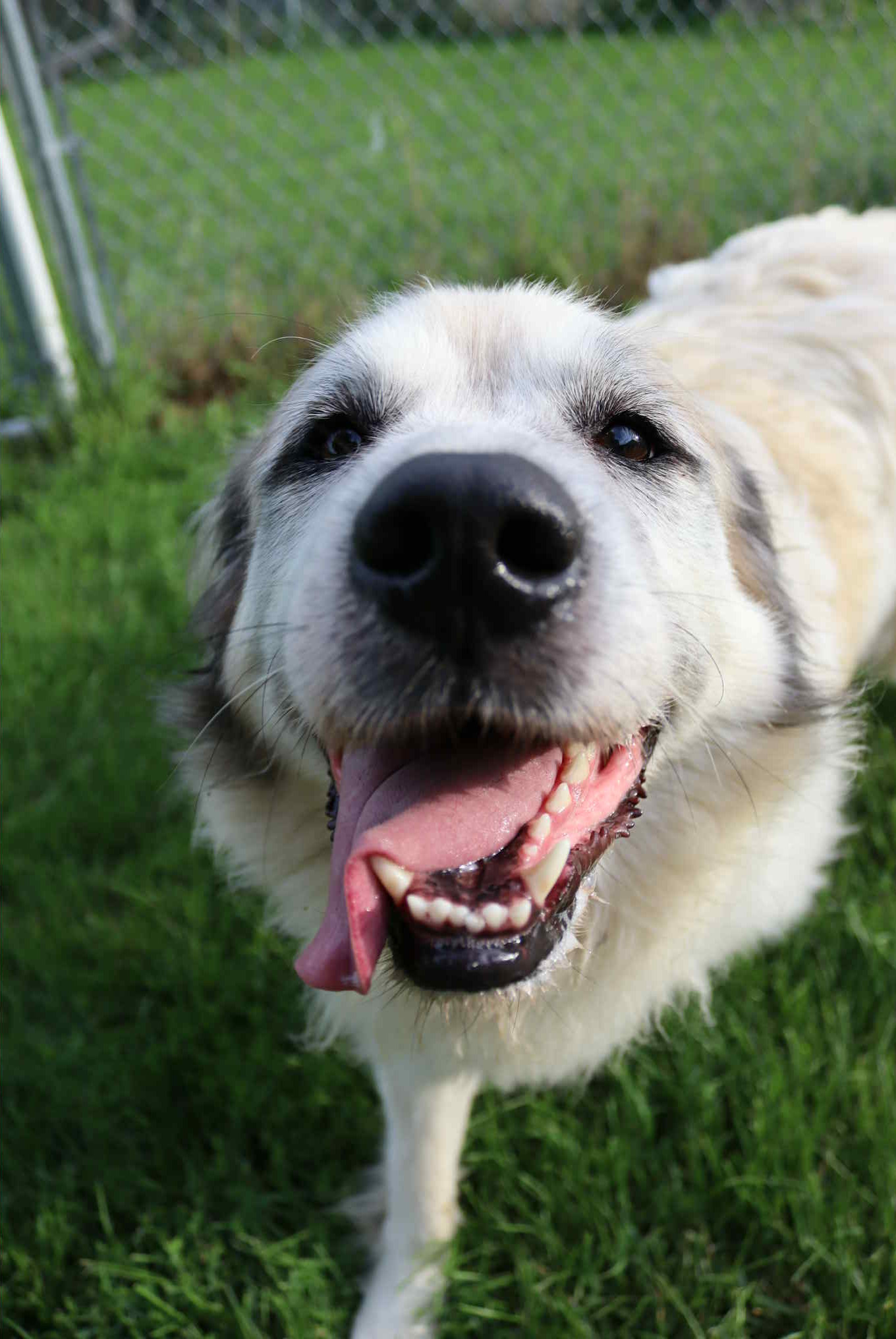 Honey (adoption pending)