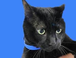 783927, Adult Male Domestic Short Hair