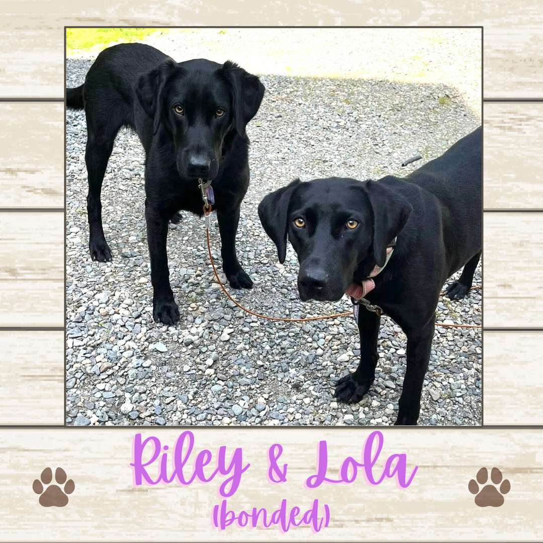 Riley &amp; Lola (bonded)