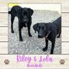 Riley &amp; Lola (bonded) photo 1