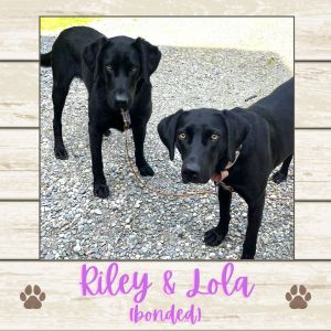 Riley &amp; Lola (bonded), Adult Female Labrador Retriever