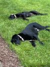 Riley &amp; Lola (bonded) photo 2