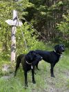 Riley &amp; Lola (bonded) photo 3