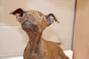 Hermione, Baby Female Terrier