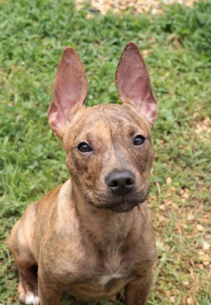Spongebob, Baby Female Mixed Breed