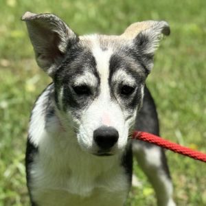 Annika, Baby Female Husky