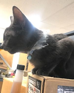 Dusty, Adult Male Domestic Short Hair