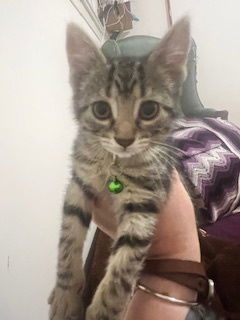 Millee