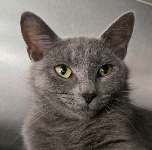 Oriana Russian Blue Cat