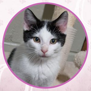 Packard, Baby Male Domestic Short Hair