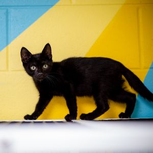 Mango, Baby Female Domestic Short Hair