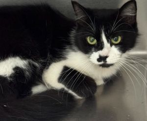 Lizzie, Young Female Domestic Medium Hair