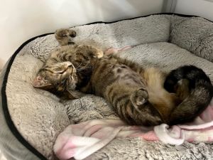 Eevee, Young Female Domestic Short Hair