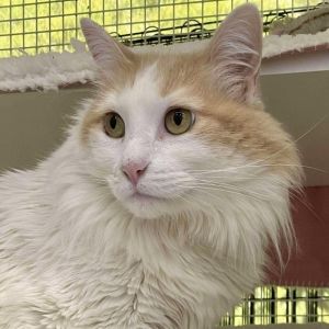 Blue, Adult Female Domestic Long Hair