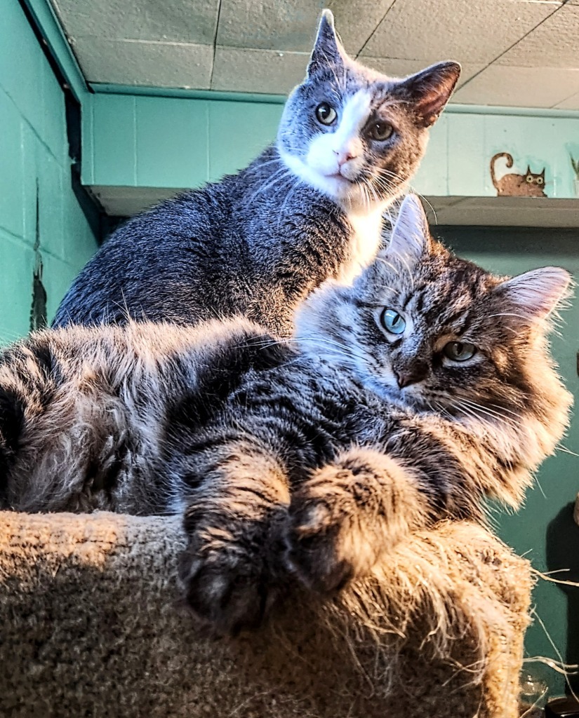 Darling Dixie / Mister FIV+