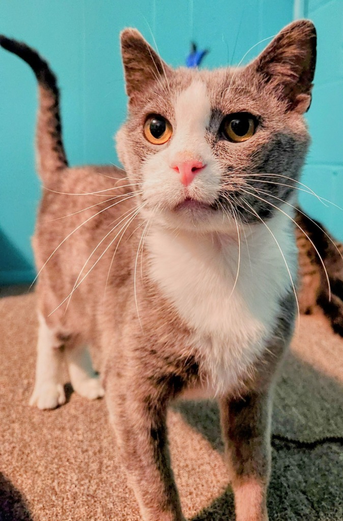 Darling Dixie / Mister FIV+